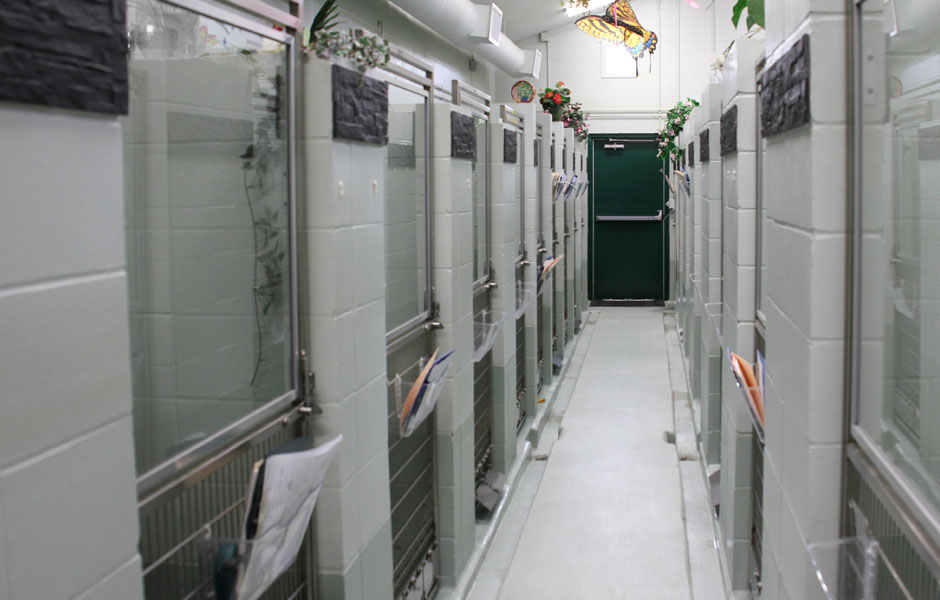 The Animal Medical Centre Edmonton - Boarding Facility The Animal Medical Centre Edmonton - Boarding Facility